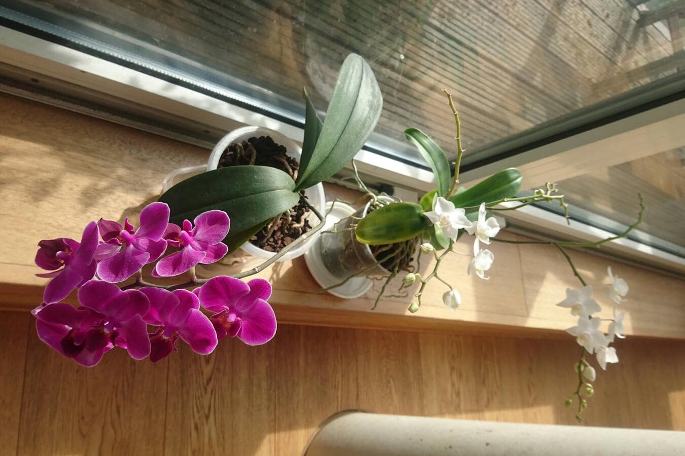 Taking care of orchids